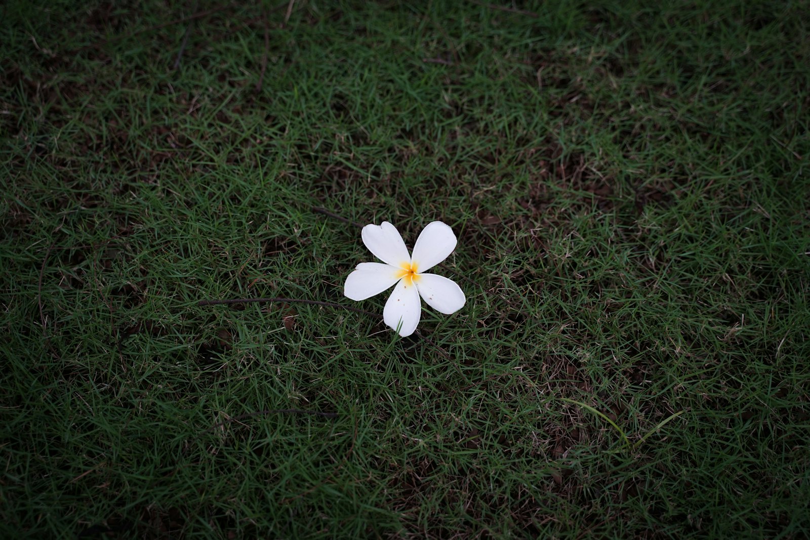 A single white flower lying on green grass